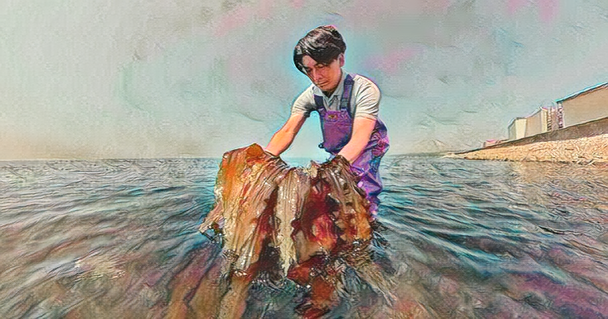 Japan's Efforts to Restore Konbu Kelp and Combat Climate Change