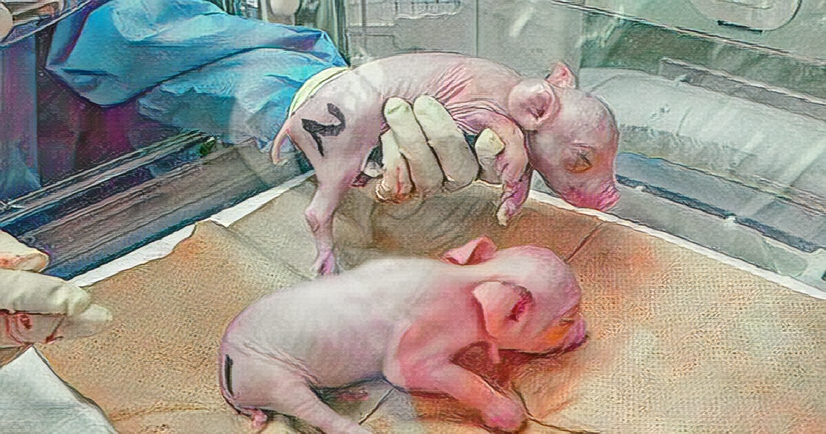Genetically Modified Piglets Offer Hope for Xenotransplantation