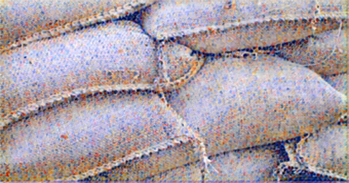 Cabinet approves Jute use of jute in packaging