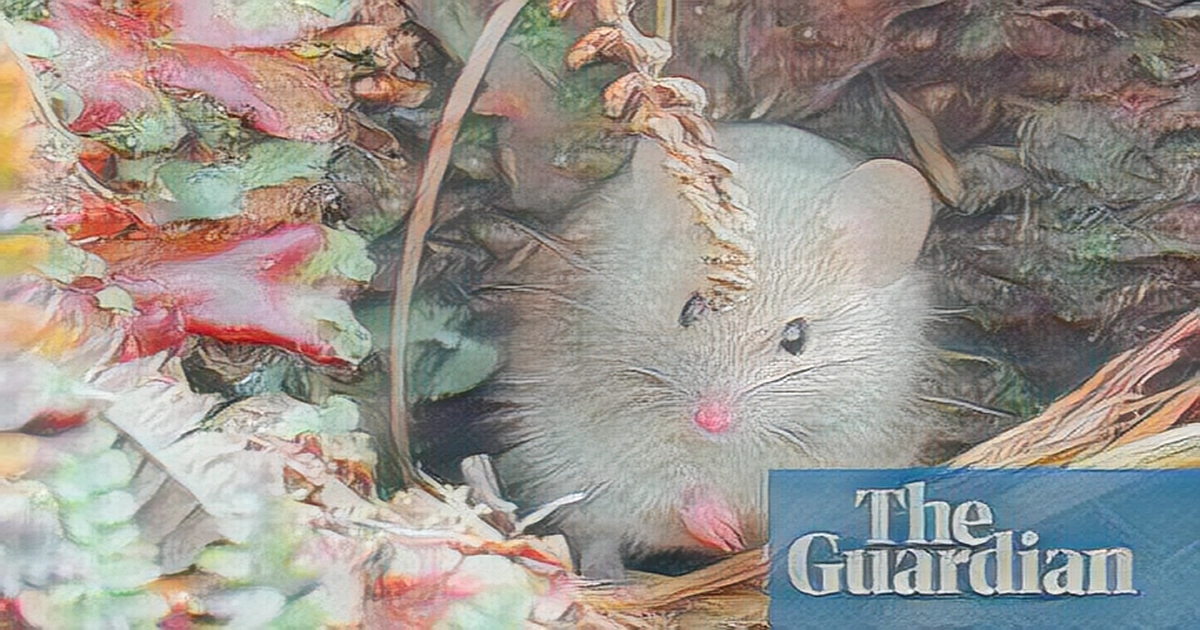 Mice to be removed from Marion Island to protect the birds